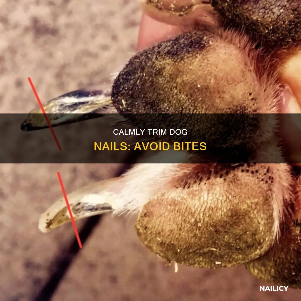how to cut your dog