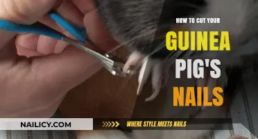 Trimming Your Guinea Pig's Nails: A Step-by-Step Guide