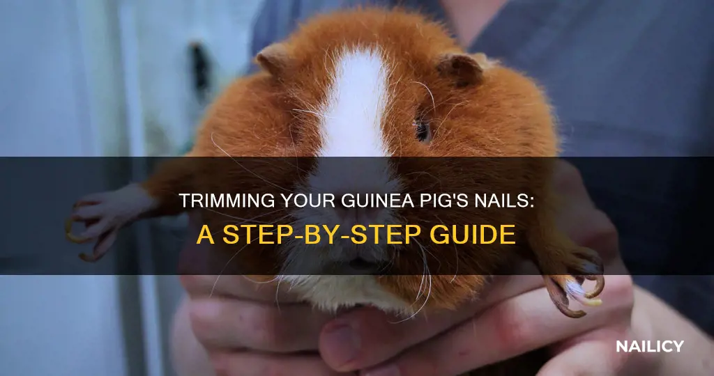 how to cut your guinea pig