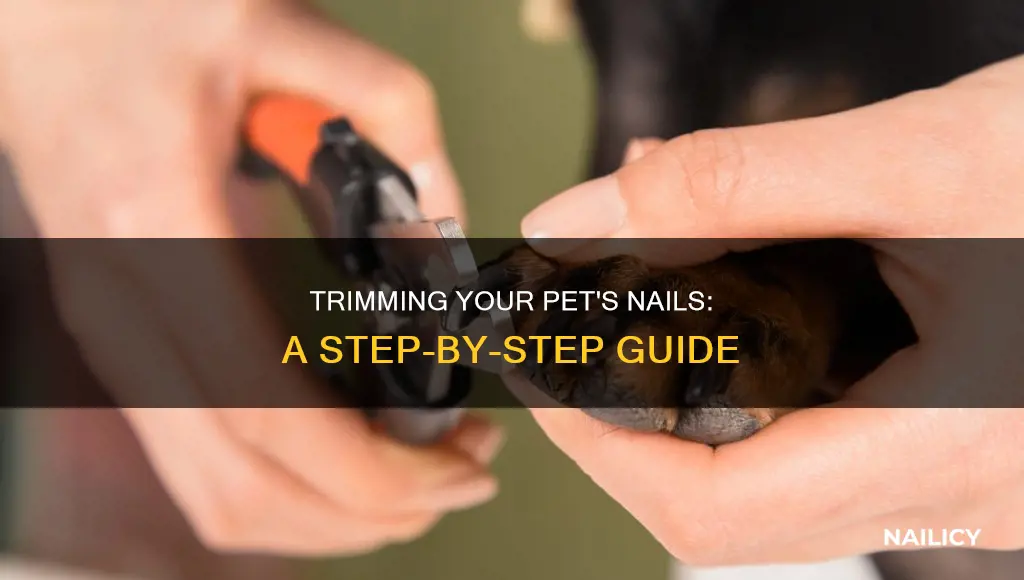 how to cut your pets nails
