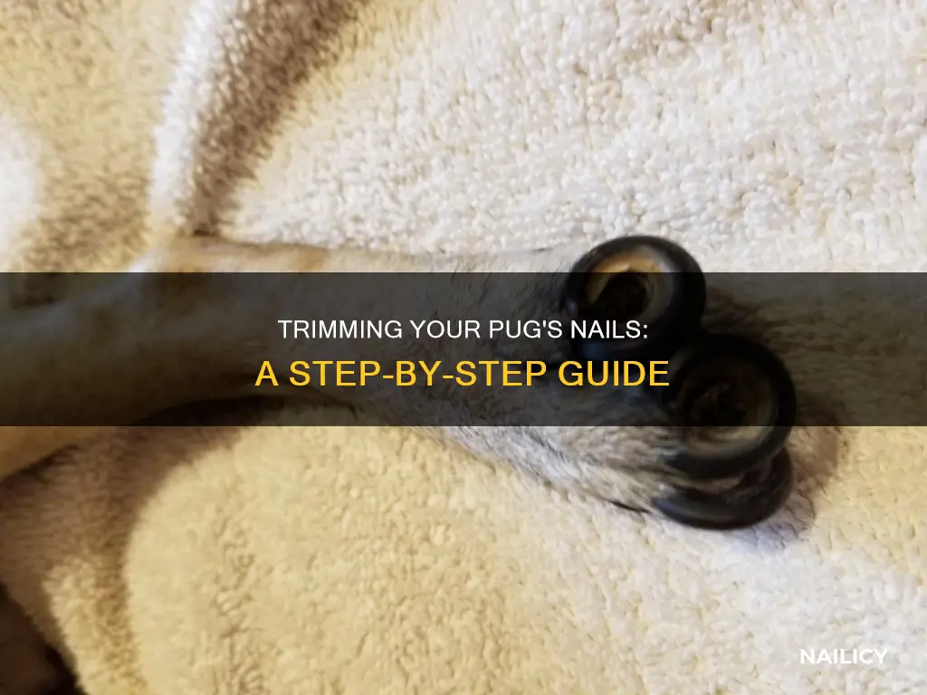 how to cut your pugs nails