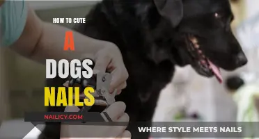 Trimming Dog Nails: A Step-by-Step Guide