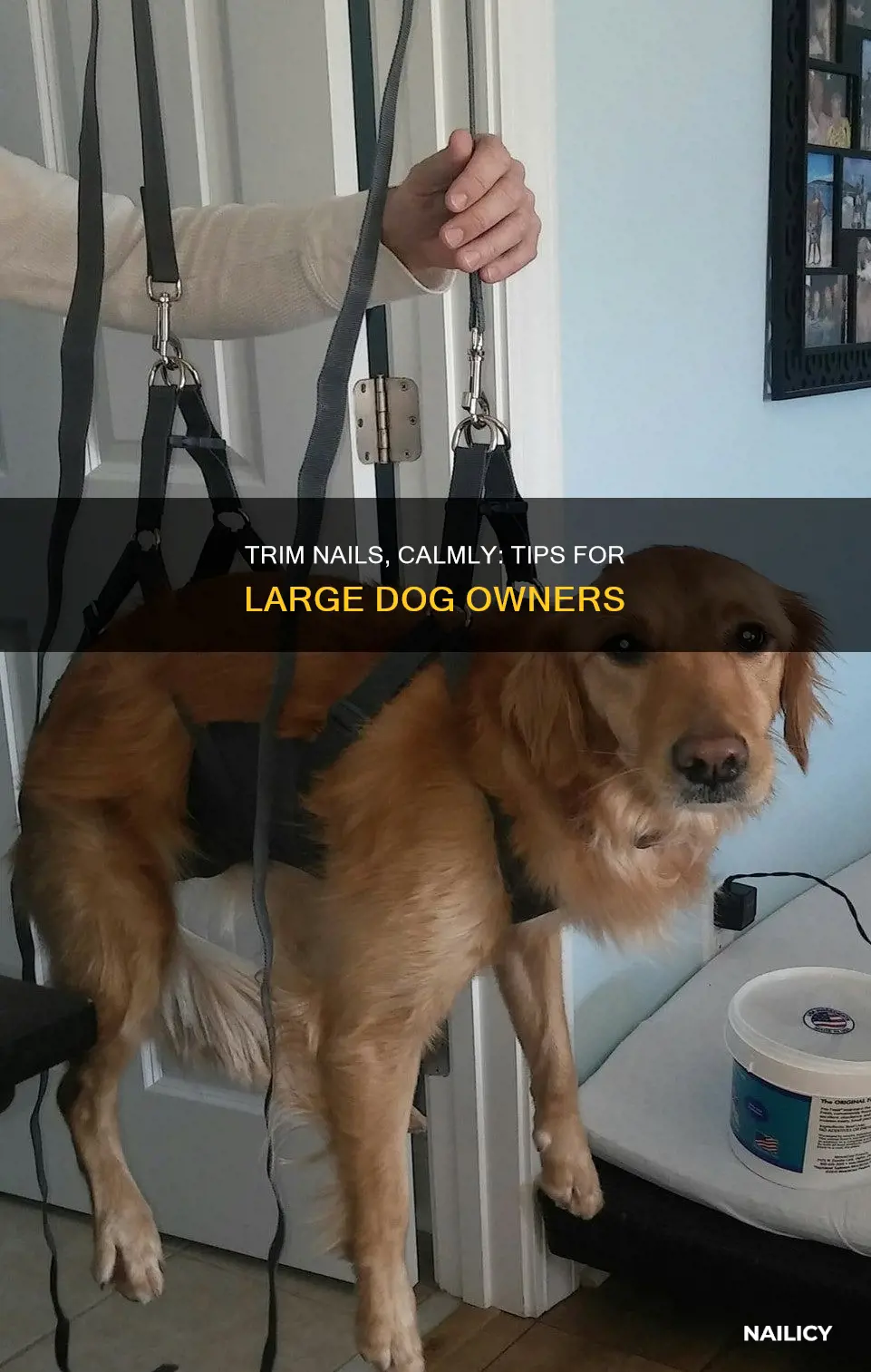 how to deal with large dog hating nails trimmed