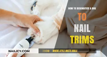 Desensitizing Your Dog to Nail Trims: A Step-by-Step Guide