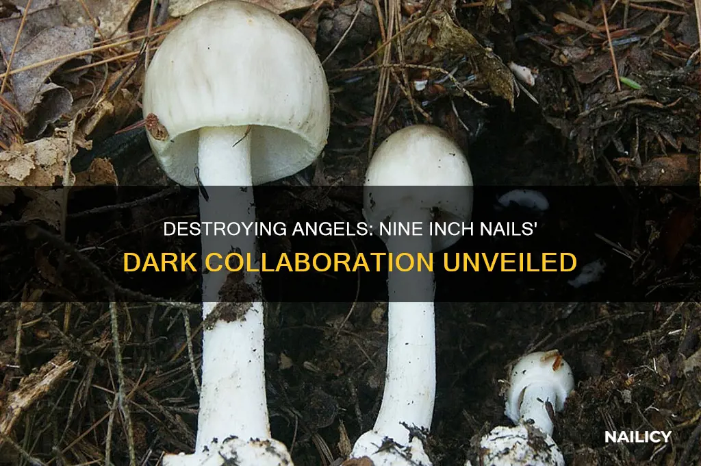 how to destroy angels nine inch nails