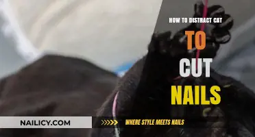 Distracting Your Cat for a Nail Trim