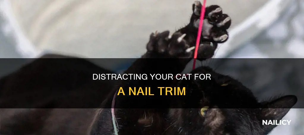 how to distract cat to cut nails