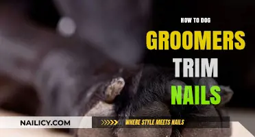 Trimming Dog Nails: A Guide for Groomers