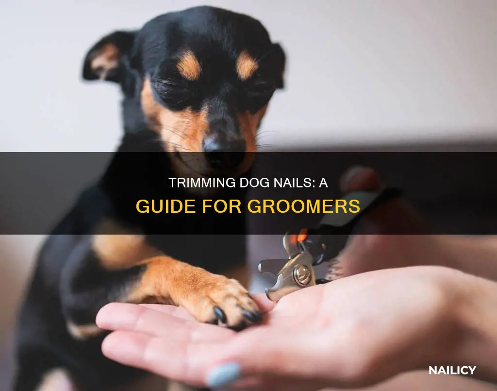 how to dog groomers trim nails