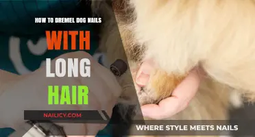 Trimming Dog Nails: A Safe Guide for Long-Haired Breeds