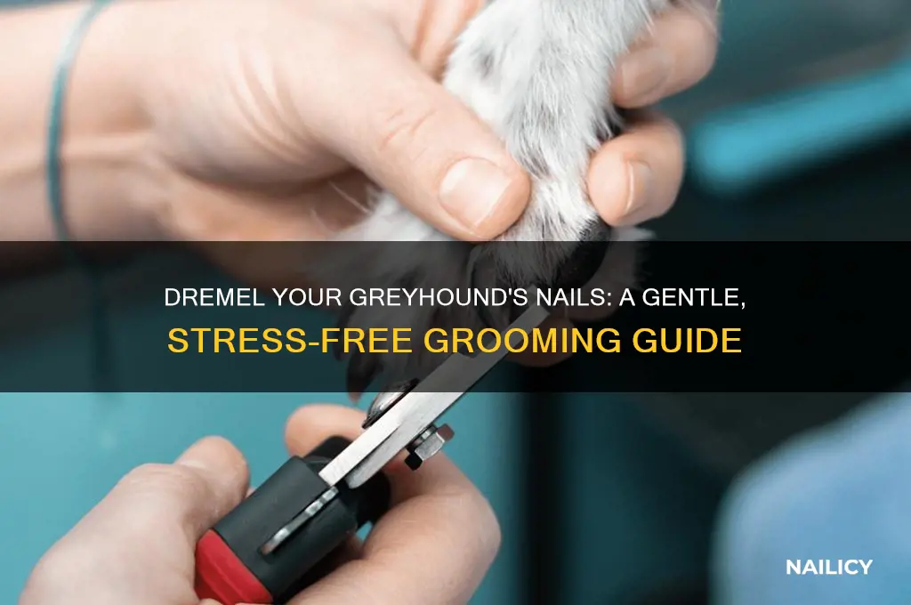 how to dremel greyhound nails