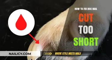 Quick Home Remedies for Dog Nail Cuts