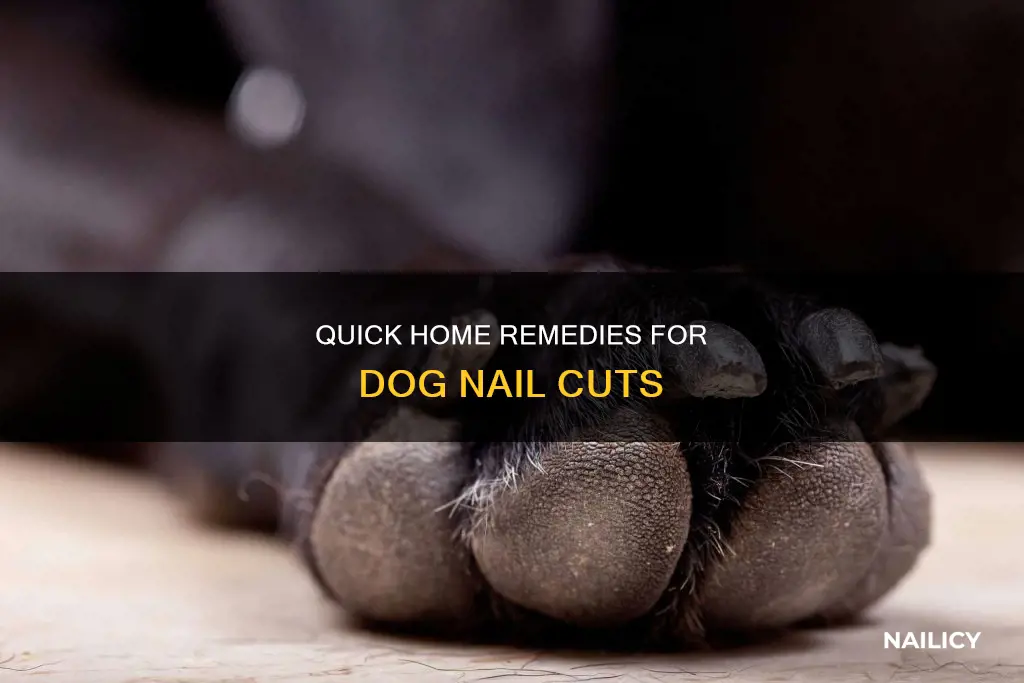 how to fix dog nail cut too short