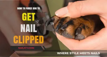 Stress-Free Nail Trimming: A Guide for Dog Owners