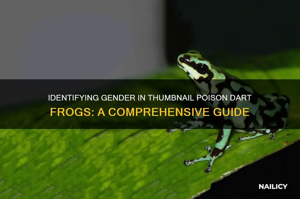 how to gender thumb nail poison dart frogs