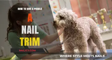 Trimming Your Poodle's Nails: A Step-by-Step Guide