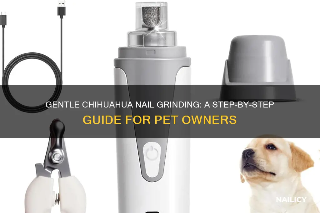 how to grind chihuahua nails