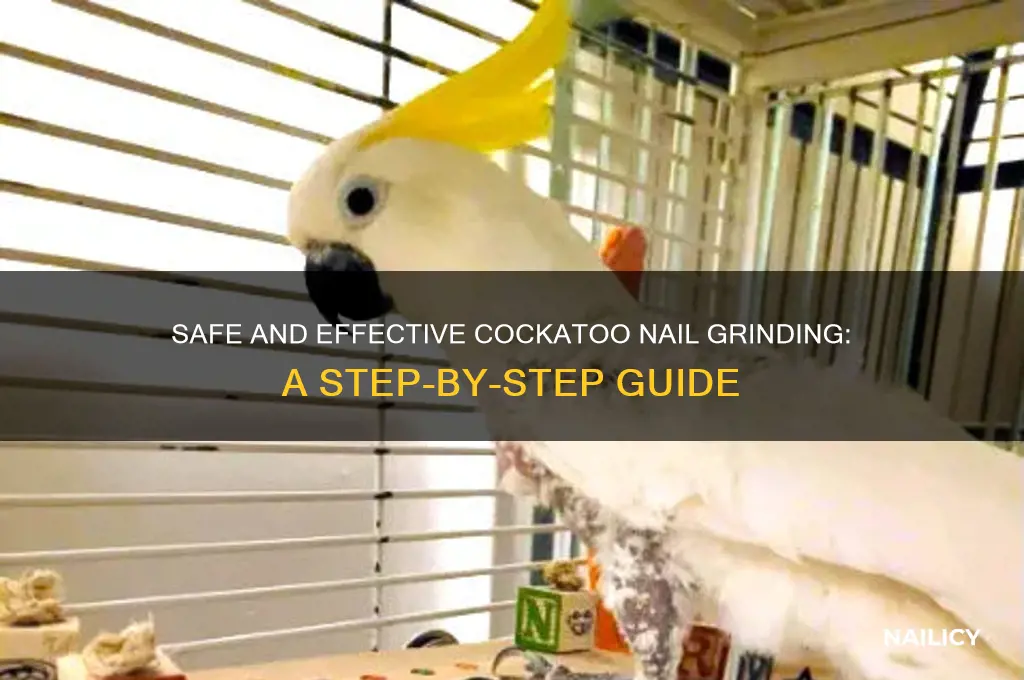 how to grind cockatoo nails
