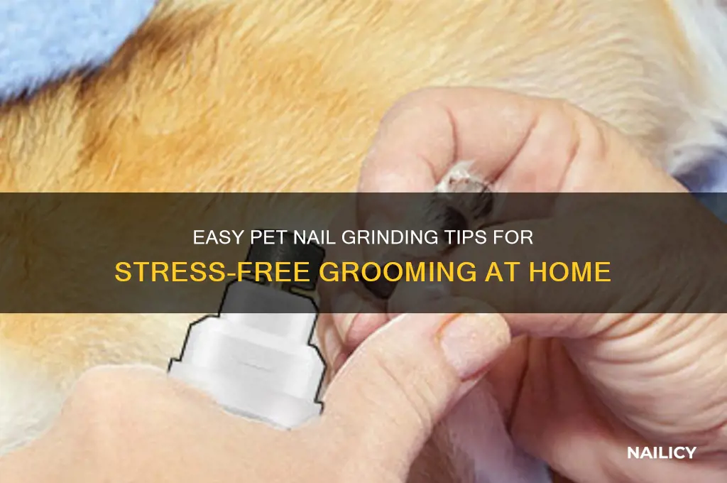 how to grind pet nails