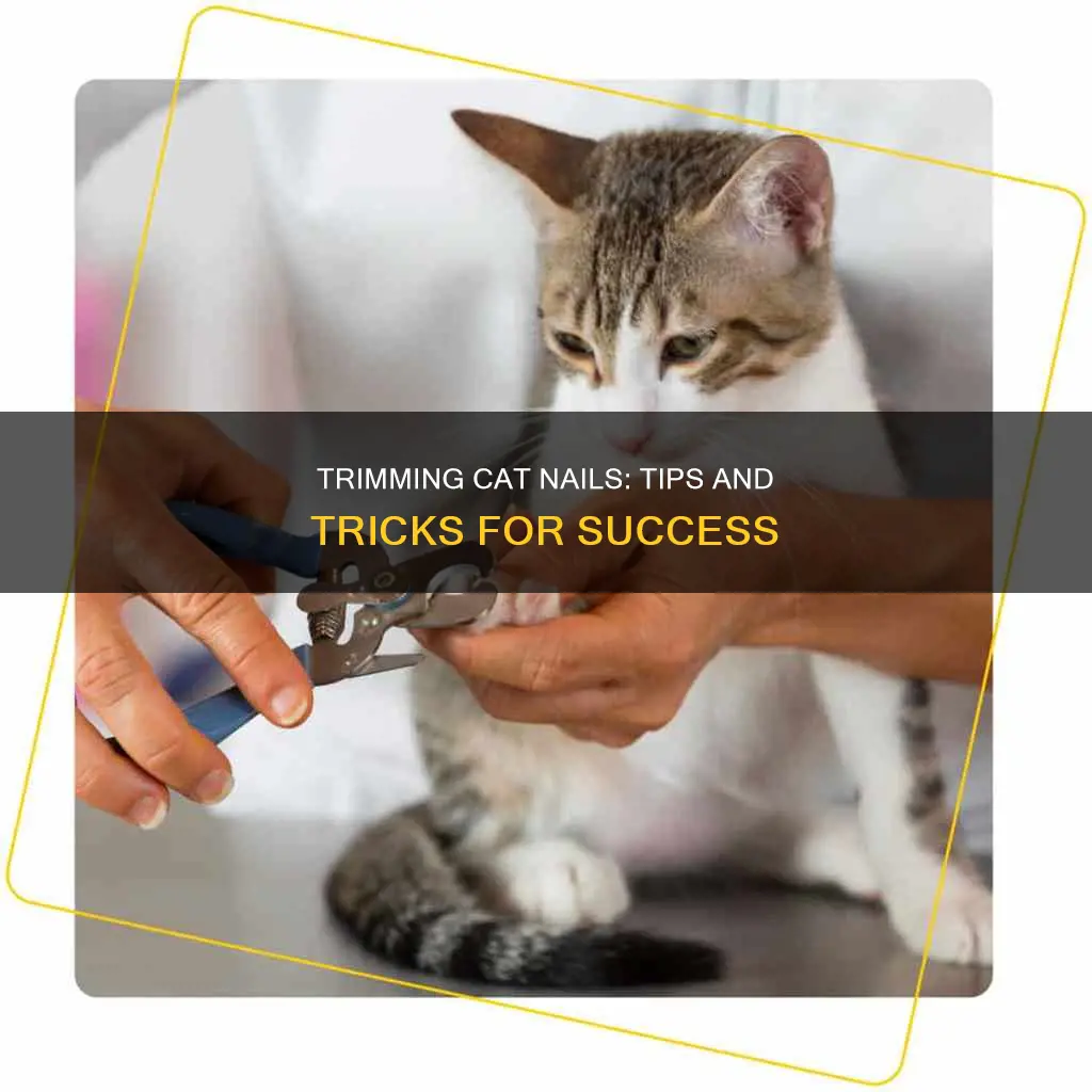 how to handle a cat while nail trimming