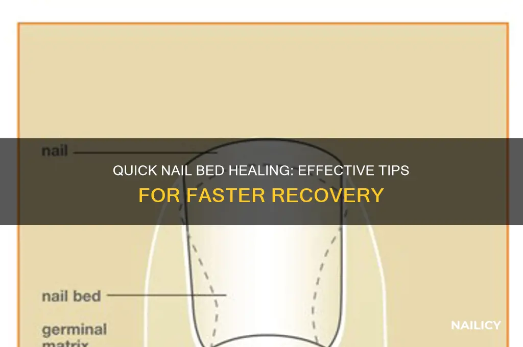 how to heal a broken nail bed fast