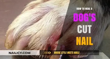 Healing Your Dog's Cut Nail: Quick and Easy Steps