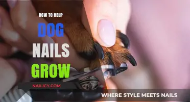Encouraging Nail Growth in Dogs: Tips and Tricks