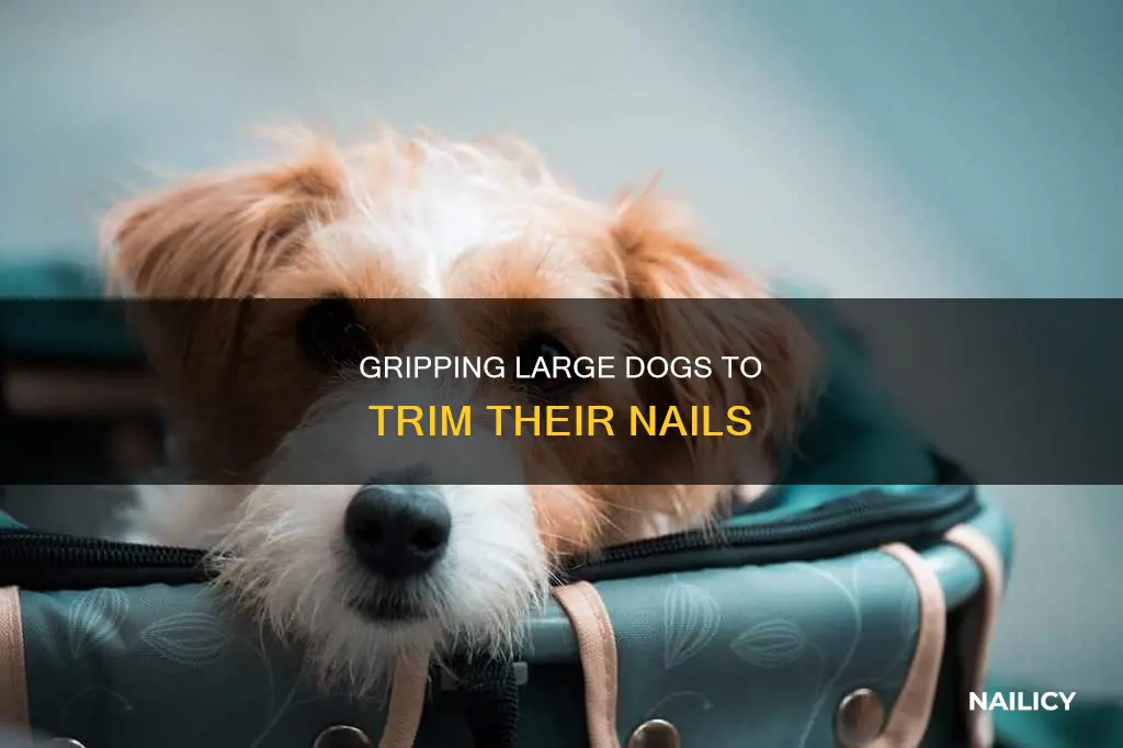 how to hold a big dog to cut their nails