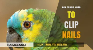 Safe Bird Nail Clipping: A Step-by-Step Guide to Holding Your Pet