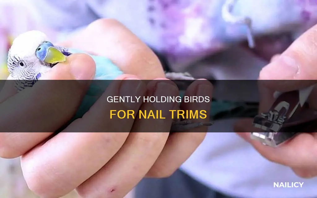 how to hold a bird to cut her nails