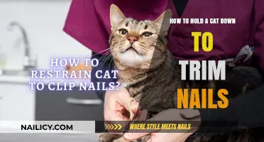 Trimming Cat Nails: Tips to Keep Your Cat Calm