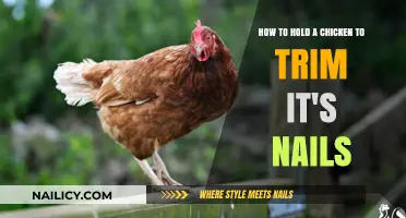 Trimming Your Chicken's Nails: The Proper Way to Hold Them