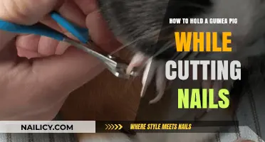 Gently Holding Your Guinea Pig for Nail Trims