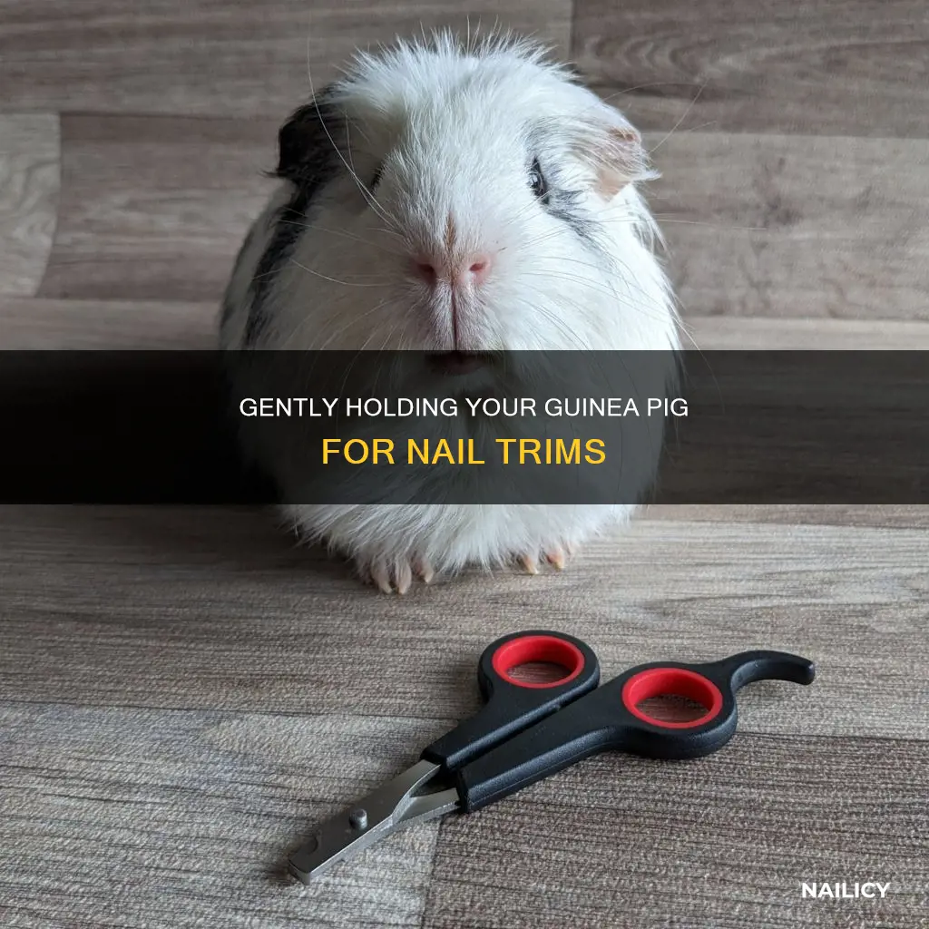 how to hold a guinea pig while cutting nails