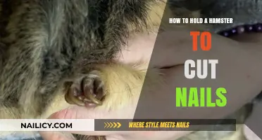Trimming Hamster Nails: The Safe Way to Hold Them