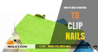 Mastering Cockatiel Nail Care: Gentle Handling and Clipping Techniques