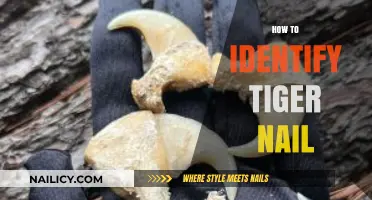 Spotting Tiger Nails: A Guide to Identifying This Unique Feature