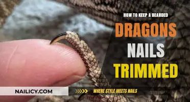 Trimming Your Bearded Dragon's Nails: A Simple Guide