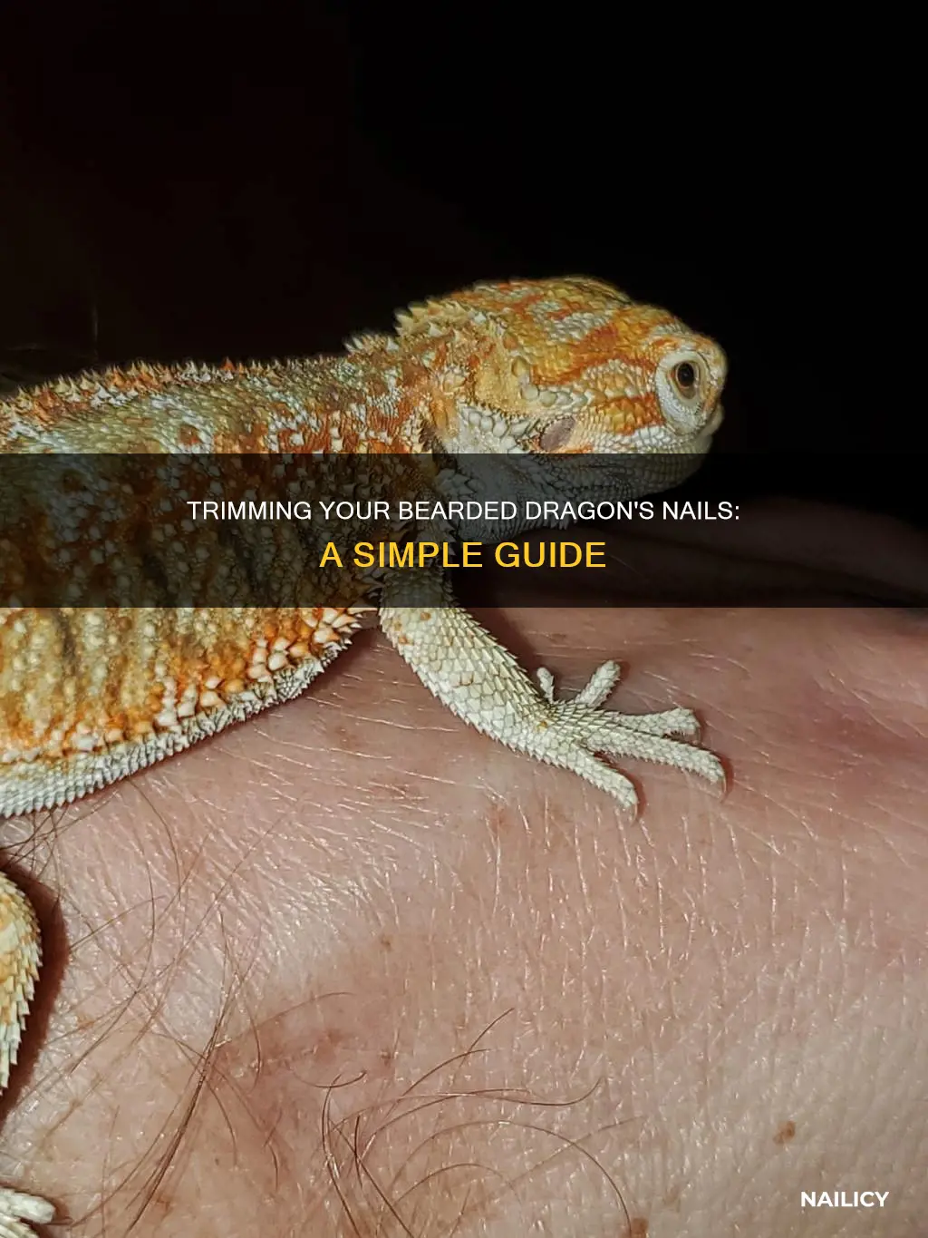 how to keep a bearded dragons nails trimmed
