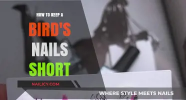 Easy Tips for Trimming and Maintaining Your Bird’s Nail Health