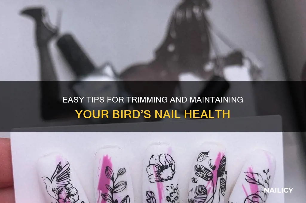 how to keep a bird
