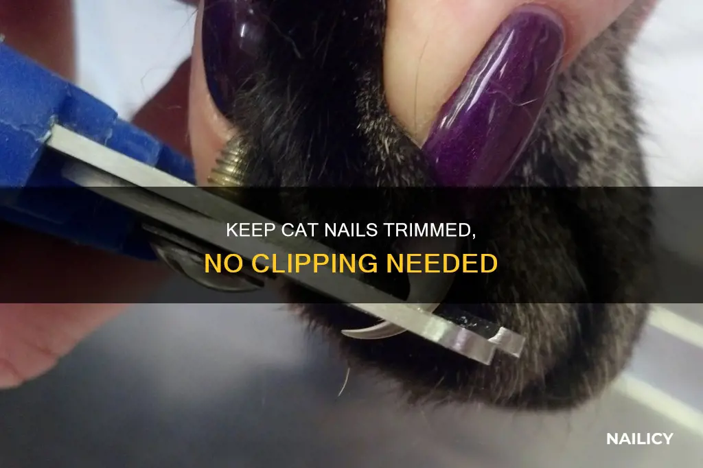 how to keep a cat