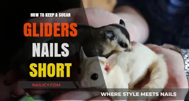 Trim and Care: Keeping Your Sugar Glider's Nails Healthy and Short