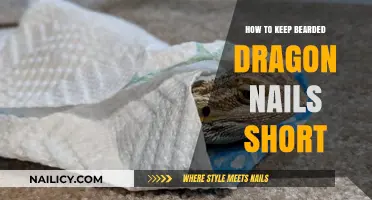 Effective Tips for Trimming Your Bearded Dragon's Nails Safely