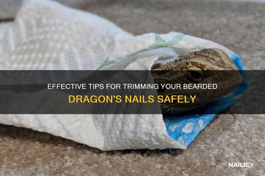 Fresh Look at Effective Tips For Trimming Your Bearded Dragon S Nails Safely