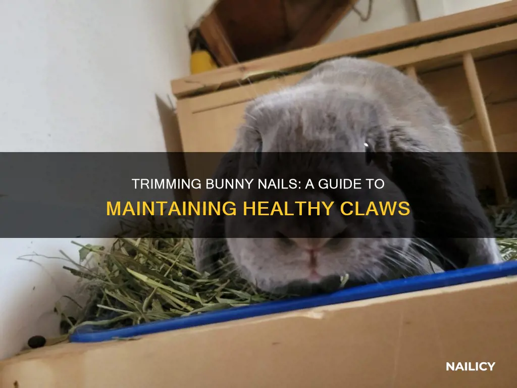 how to keep bunnies nails trimmed