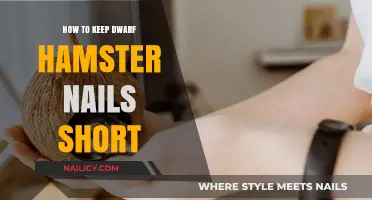 Easy Tips for Trimming and Maintaining Dwarf Hamster Nail Health