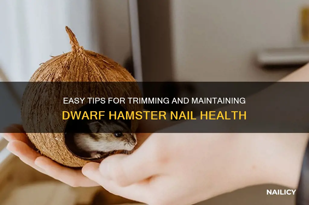 how to keep dwarf hamster nails short