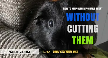 Keep Your Guinea Pig's Nails Trimmed, No Clipping Needed