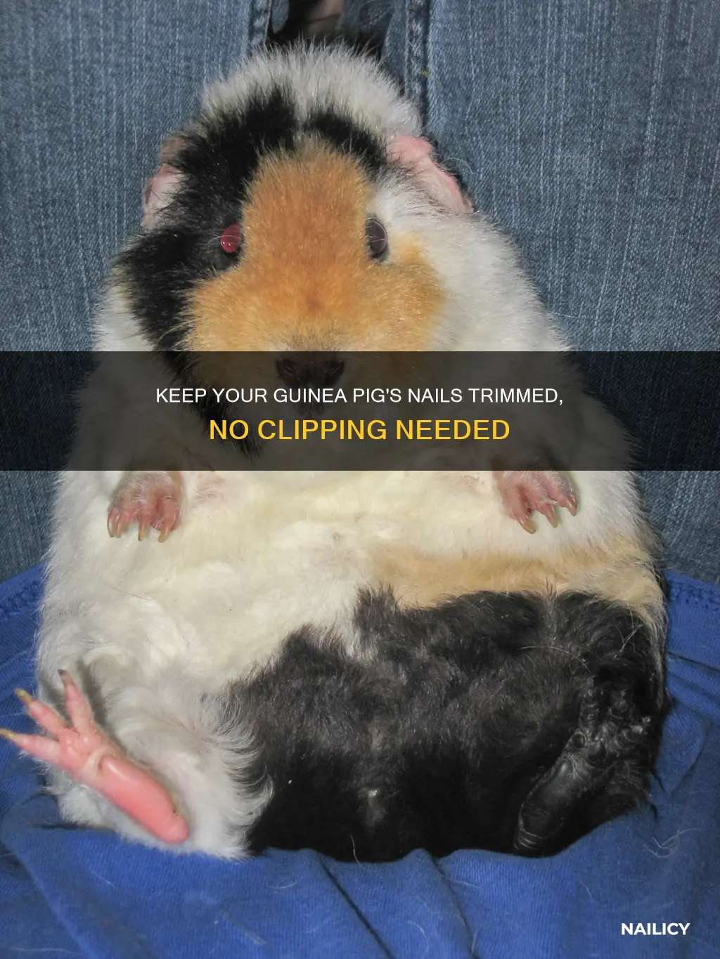 how to keep guinea pig nails short without cutting them